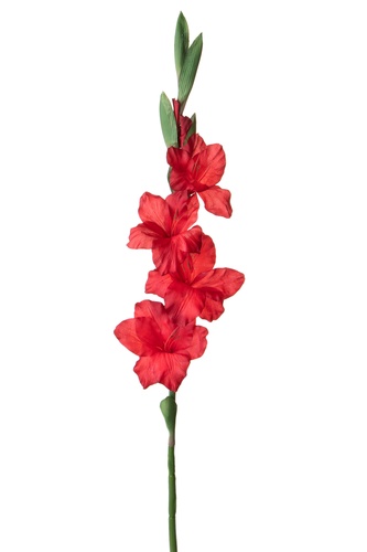 gladiola